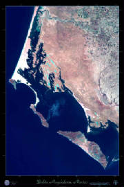 BajaScallops8.jpg