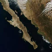 BajaScallops8.jpg