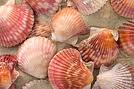 BajaScallops8.jpg
