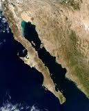BajaScallops8.jpg